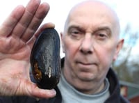 Hatchery takes major step towards reviving UK’s mollusc population