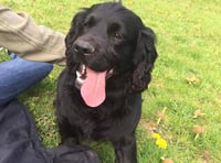 Couple offer £3,000 reward for return of spaniel