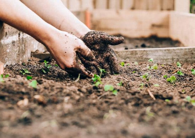 Community Gardens Award re-opens for applicants