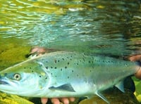 Meet the team tracking salmon along the Usk