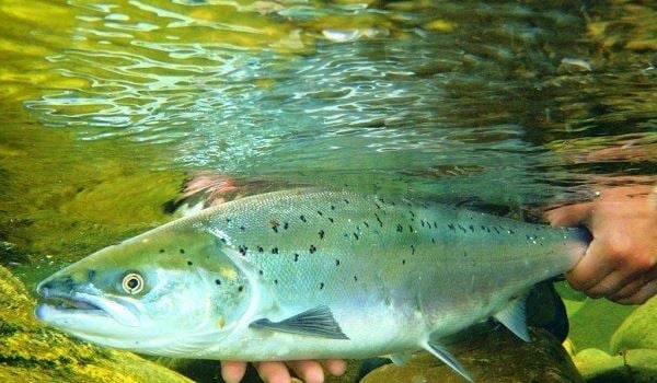 Salmon being released.