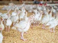 Concerns raised over bird flu spread through Wye’s poultry farms