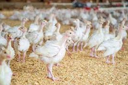 Concerns raised over bird flu spread through Wye’s poultry farms