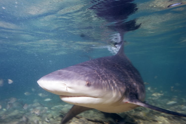 A Bull Shark