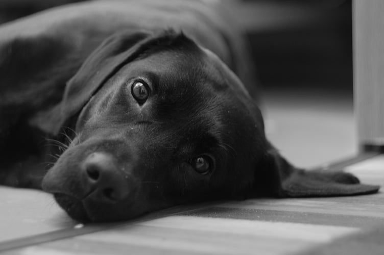 Dog in black and white