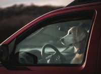 Protect pets by not leaving them in hot vehicles says Welsh Government