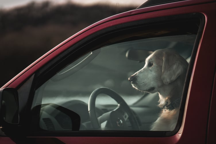 A dog pictured in a car