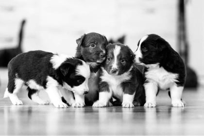 The startling rise of the puppy breeding pandemic