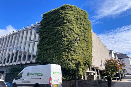Calls grow to protect ivy ecosystem at former library