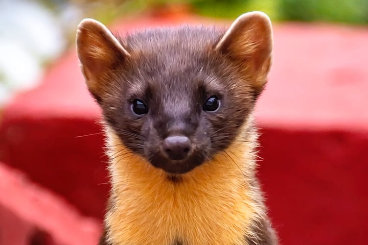 Pine marten