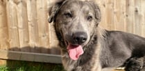 Charlie finds his forever Brecon home after near two-year RSPCA stay