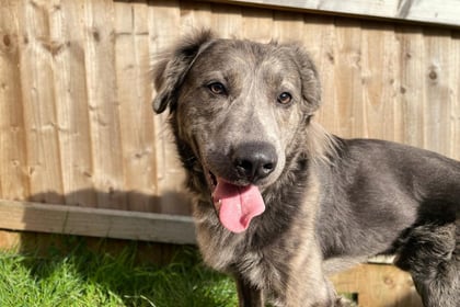 Charlie finds his forever Brecon home after near two-year RSPCA stay