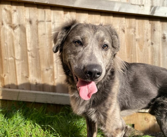 Charlie finds his forever Brecon home after near two-year RSPCA stay