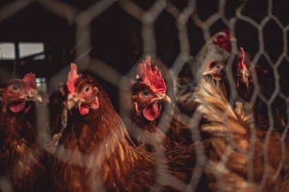 Powys environment groups join calls for a chicken farm moratorium