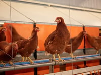 Higher welfare eggs still available despite bird flu restrictions 