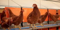 Higher welfare eggs still available despite bird flu restrictions 