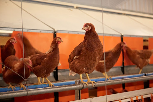 Higher welfare eggs still available despite bird flu restrictions 