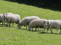 NSA urges action against sheep worrying incidents