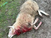 Police probe sheep killing in Powys village