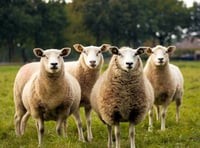 Man ordered to pay £2,300 over false information on sheep movement 