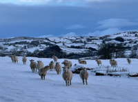 VIDEO: Your snowy pictures!