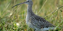 Keep dogs on leads to protect nesting curlews, says national park