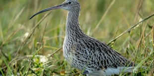 £1 million project launched to save iconic Welsh bird from extinction