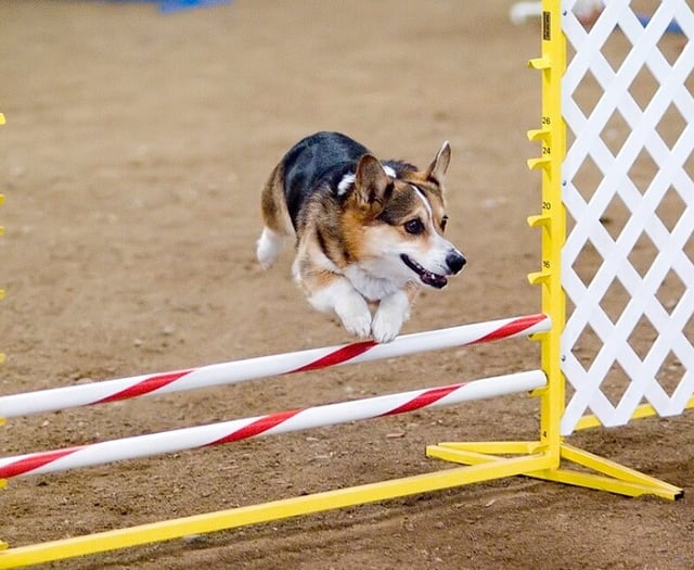 Plans lodged for a dog training facility and caravan sales site in North Powys