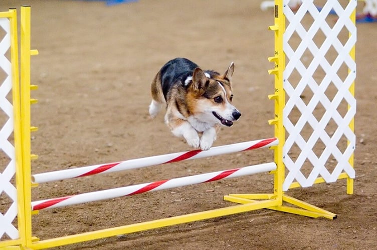 A Pembrokeshire Corgi leaping over a jump 