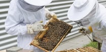 Brecon beekeeper warns fellow apiarists after hive theft