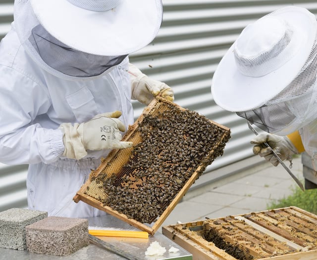 Brecon beekeeper warns fellow apiarists after hive theft