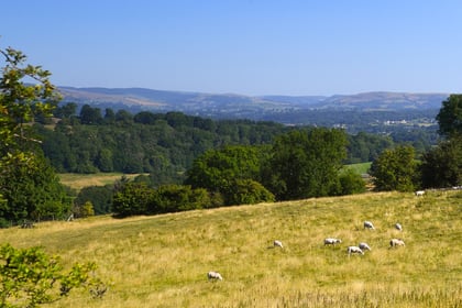 Wales launches first-ever strategy to tackle wildlife and rural crime