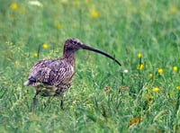 £1 million awarded for curlew recovery in Wales