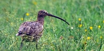 £1 million awarded for curlew recovery in Wales