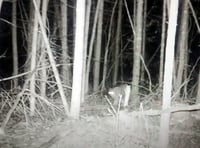 Trail camera captures unidentified creature in Mid Wales forest