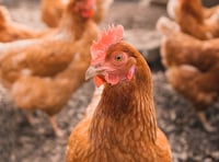 Welsh Government pauses planning applications for 12 chicken farms