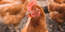 12 chicken farm applications in Powys still in limbo