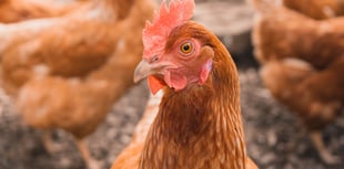 Chicken farm applications strained planning service, says manager