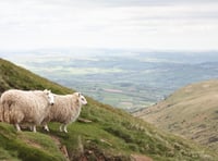 Wales launches nationwide sheep scab eradication programme