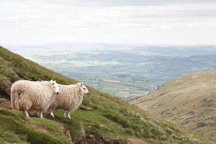 Wales launches nationwide sheep scab eradication programme