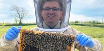 'Healthy Bees Academy' to be launched at Llanelwedd this weekend