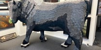 Brecon bull travelling the UK as a statement piece for sustainability
