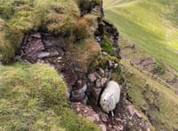 Sheep's cliffside plight: ewe stuck on Pen y Fan