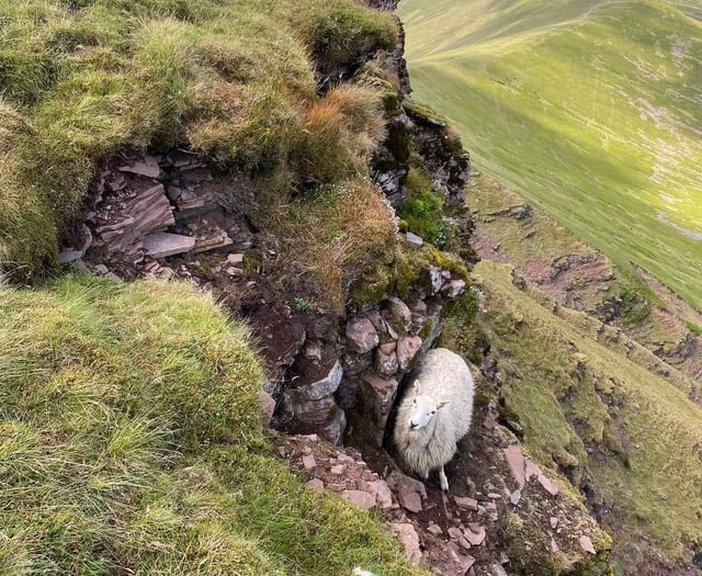 Sheep's cliffside plight: ewe stuck on Pen y Fan