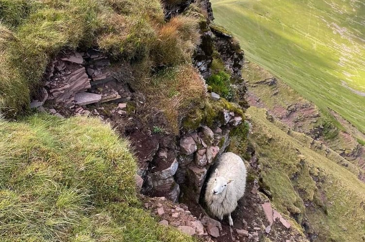 Brecon Mountain Rescue Team respond to calls for sheep stuck on Pen y Fan