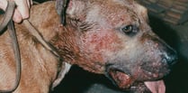 Illegal dog fighting on the rise across Wales