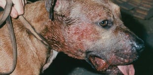 Illegal dog fighting on the rise across Wales