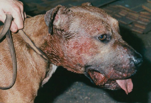 Illegal dog fighting on the rise across Wales