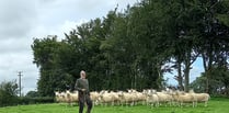 50 years of the North Country Cheviot breed in Wales