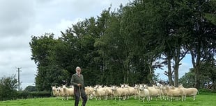 50 years of the North Country Cheviot breed in Wales